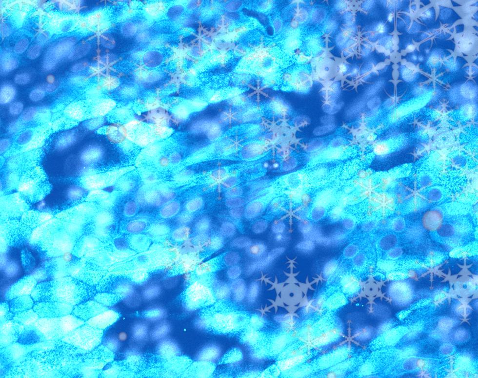 Winter Frozen cocktail - Grissel Faura-Tellez